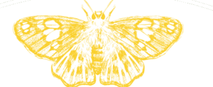 mariposa final